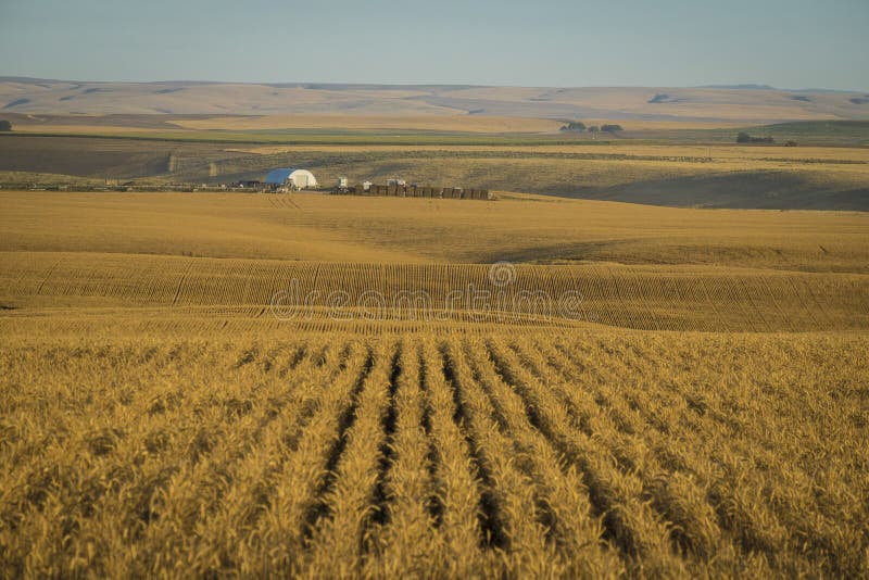 Wheat Fields Ready for Harvest, Washington State Stock Image Image of hills, oregon 32668673