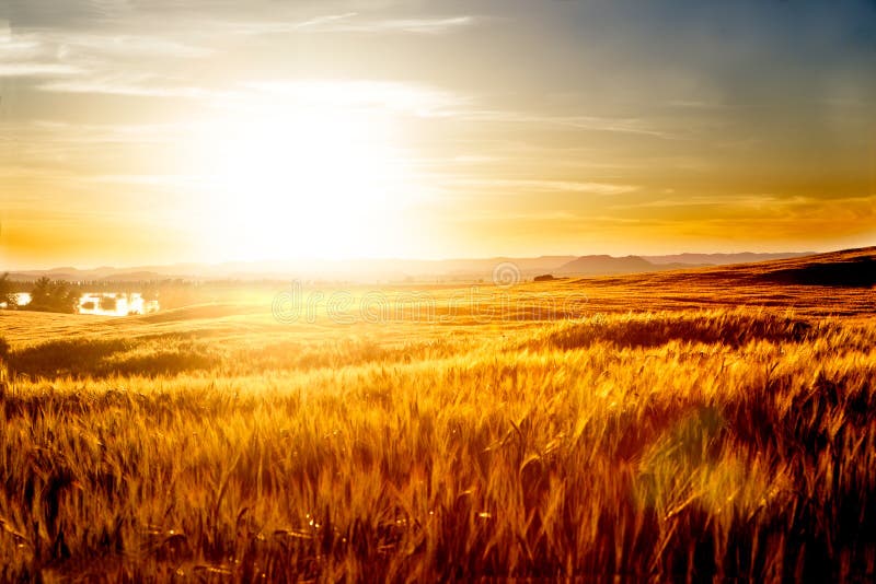 Wheat fields and sunset landscape.