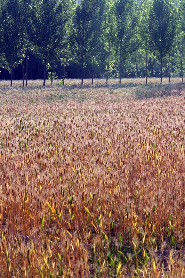 Wheat fields and woods