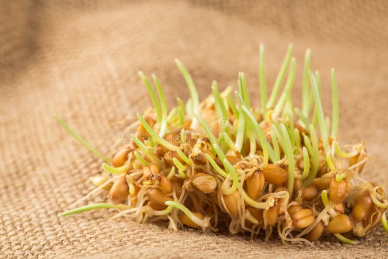 Wheat germ stock image. Image of fresh, meal, products 66445947