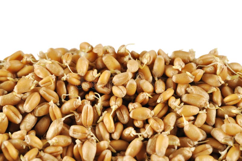 Wheat germs stock photo