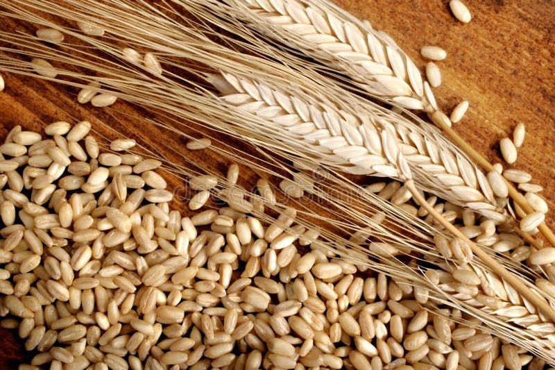 Wheat grain stock photo. Image of object, seed, cereal 6805276