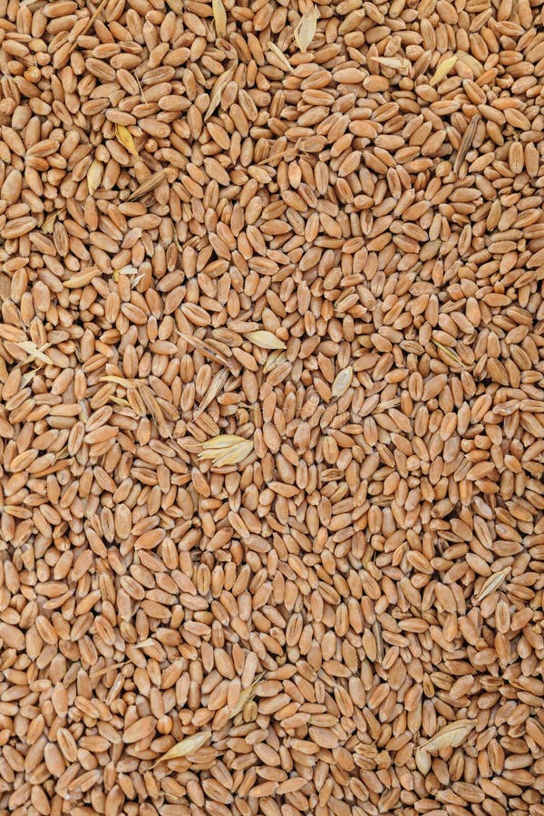 Wheat Grain Background. Dried Whole Grain Kernels of Wheat Stock Photo Image of feed