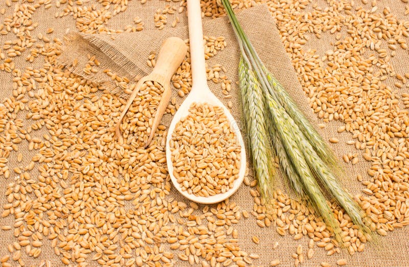 Wheat Grain on Canvas Close Up Stock Image Image of gluten, grain