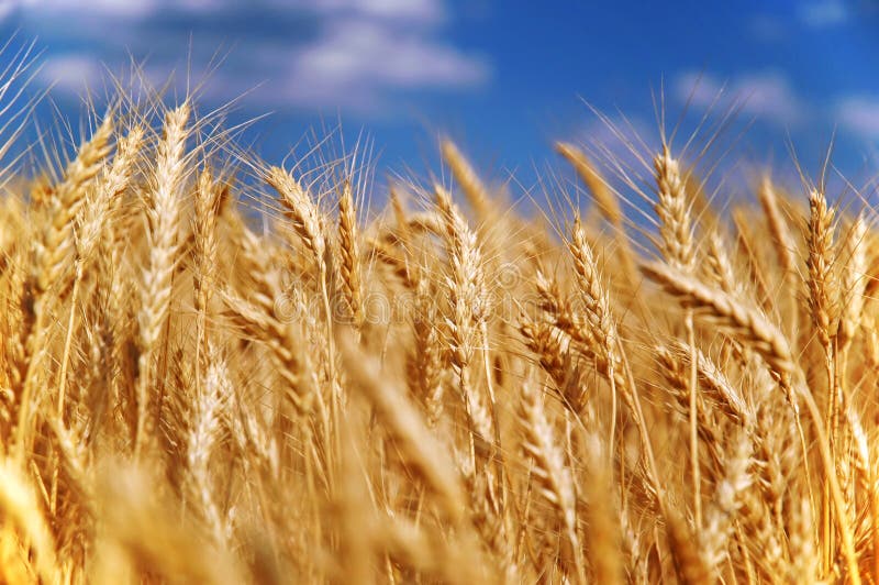 Grano, campo di grano sotto il cielo blu.