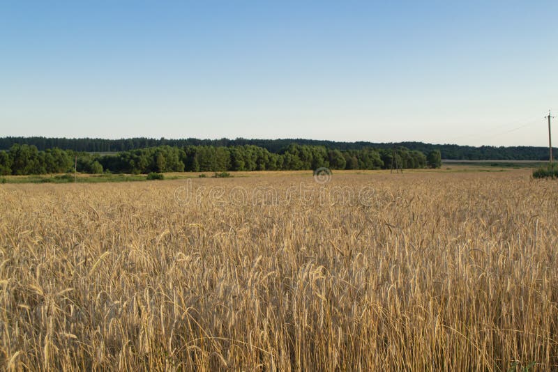 Wheat Grain Field on Sunny Day. Cereal Organic Farming Stock Photo