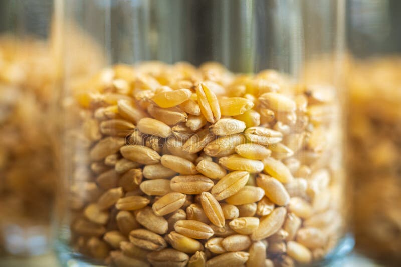 Wheat Grain Inside Glass Jar Storage Container Closeup Stock Image