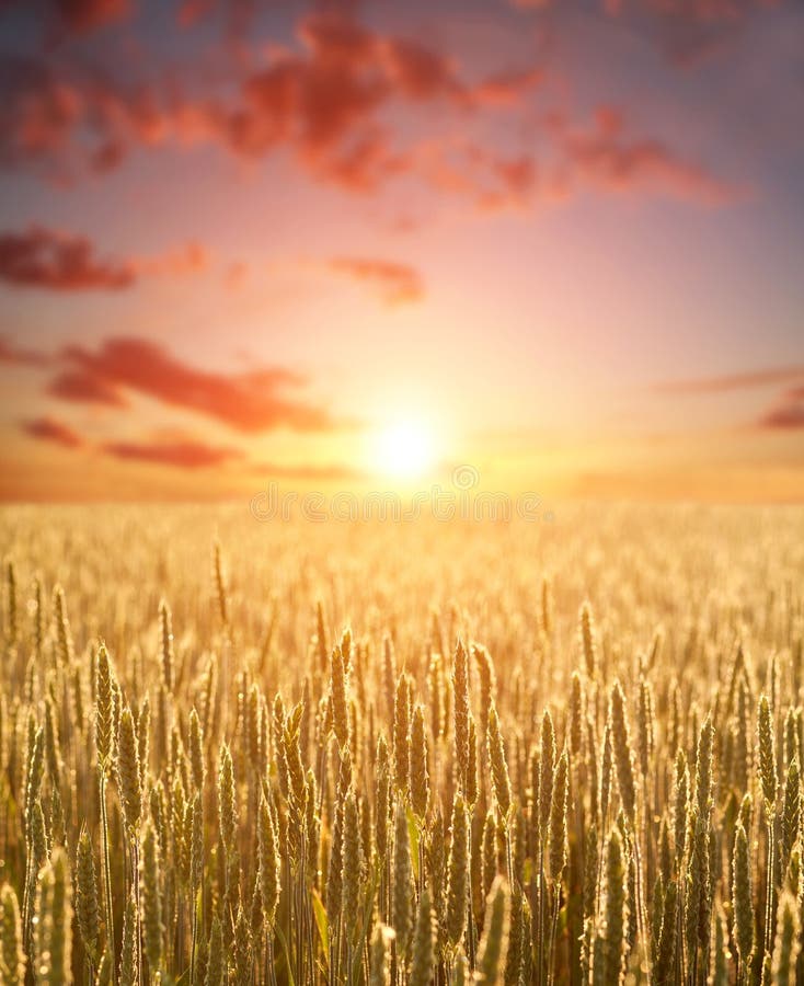 Wheat grain yellow field of cereals on background of dawn sky light and colorful clouds royalty free stock images Wheat grain yellow field of cereals on background of dawn sky light and colorful clouds royalty free stock images