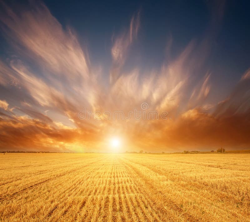 Wheat grain yellow field of cereals on background of magnificent sunset sky light and colorful clouds