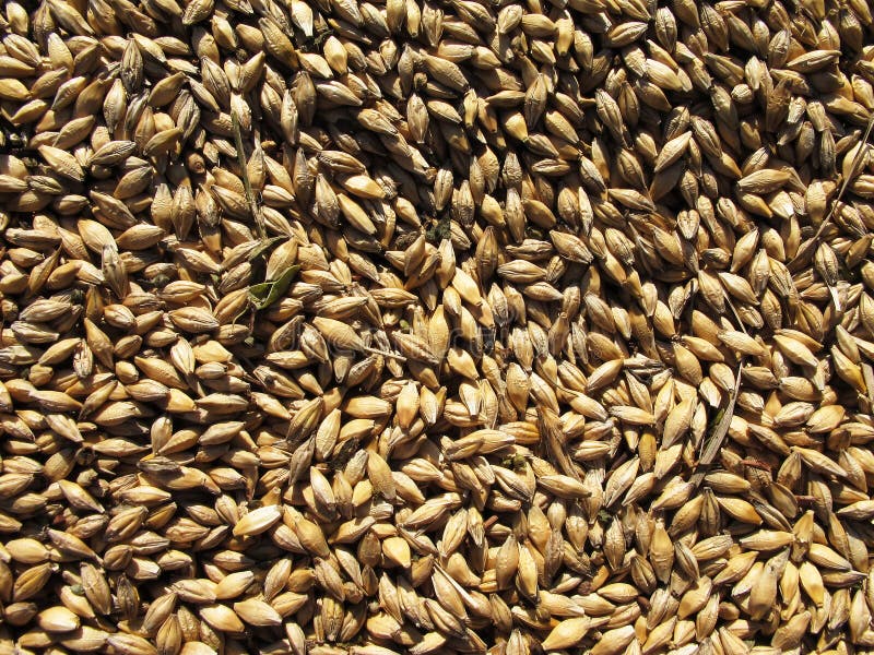 Wheat grains