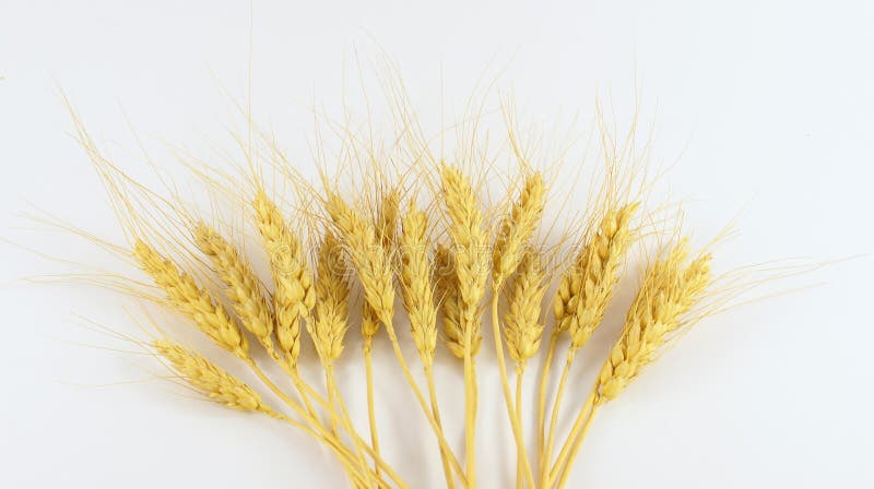 Wheat grains