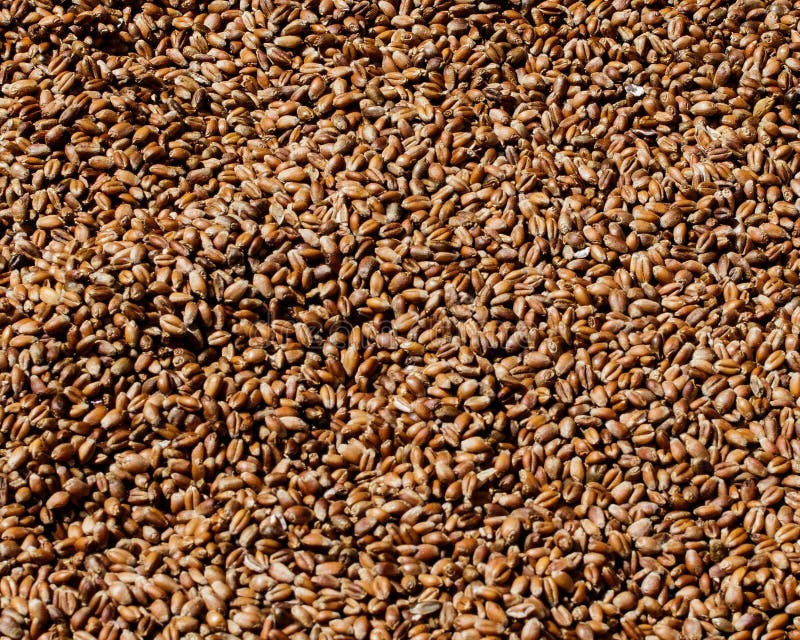Wheat grains in bulk stock photo. Image of life, eating 9812690