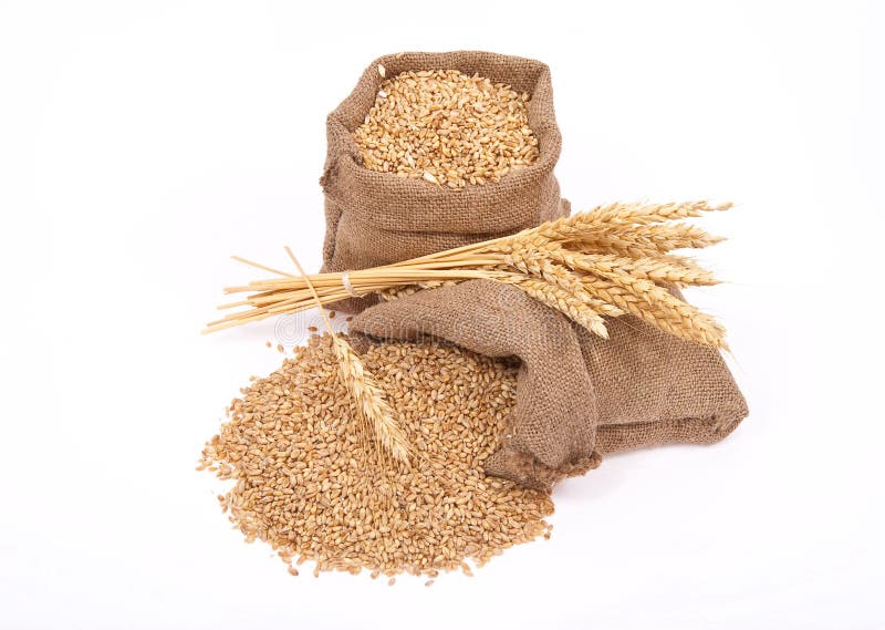 Wheat grains and ears