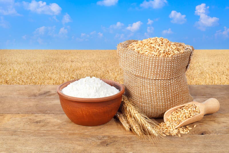 Wheat grains and flour on wheat field background