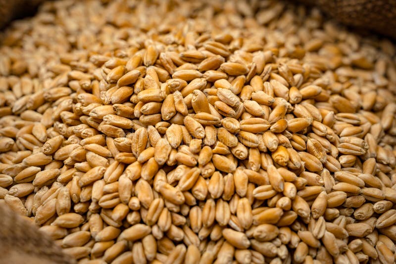 Wheat grain in sack stock image. Image of abundance 210876223