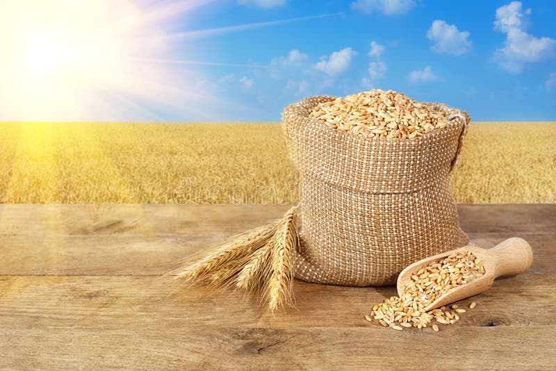 Wheat grains on wheat field background
