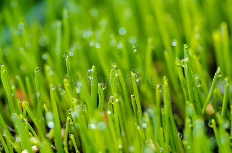 Wheat grass with dew