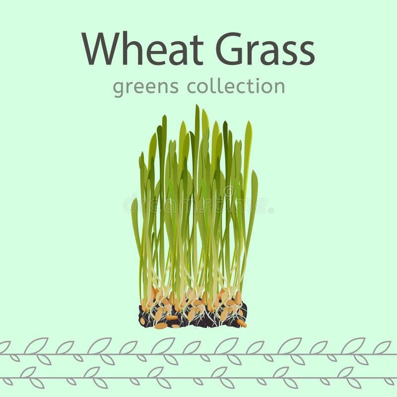 Wheat Grass Image