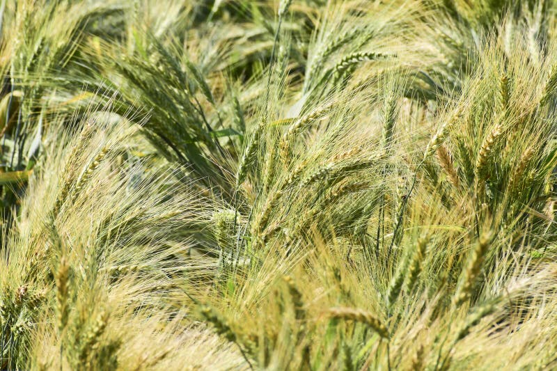 Wheat Growing in a Wheat Field, Wheat Growing in S Good Way is Going on