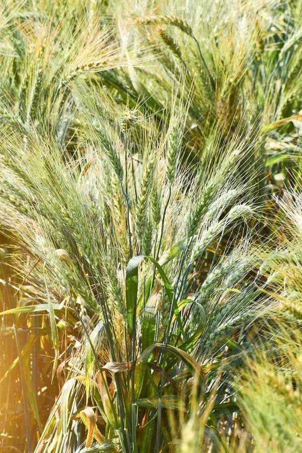Wheat Growing in a Wheat Field, Wheat Growing in S Good Way is Going on in the Farm Stock Image