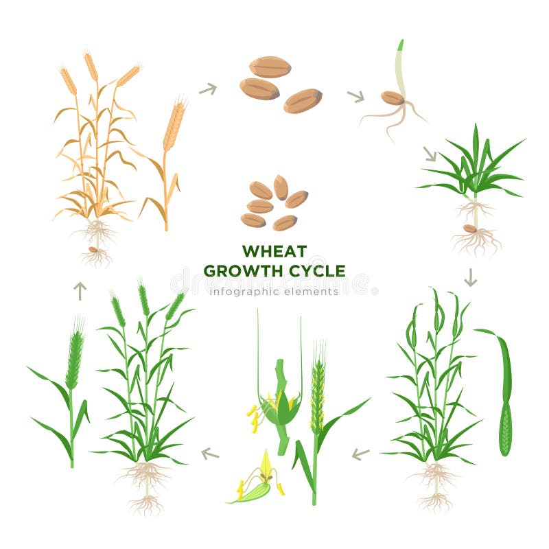 Wheat growing stages, life cycle of wheat plant infographic elements in flat design, botanical set of illustrations