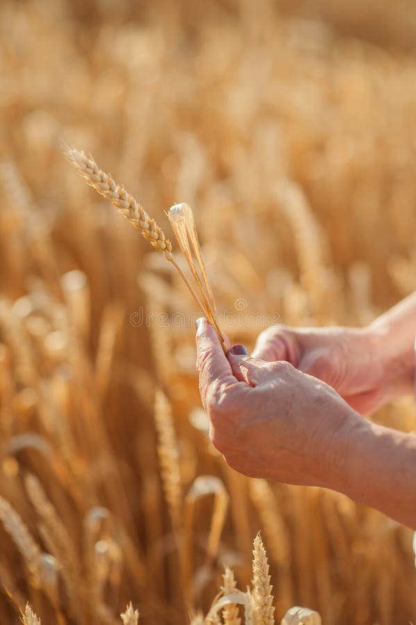 Wheat in the hands of man field royalty free stock image Wheat in the hands of man field royalty free stock image