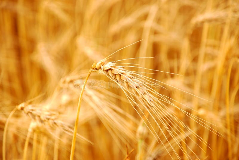 Wheat before harvest stock image. Image of straw, farm 10569411