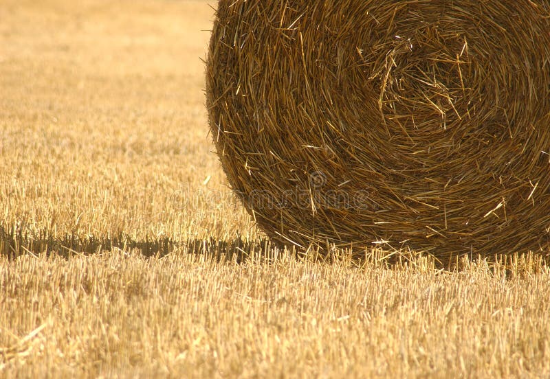 Wheat Harvest