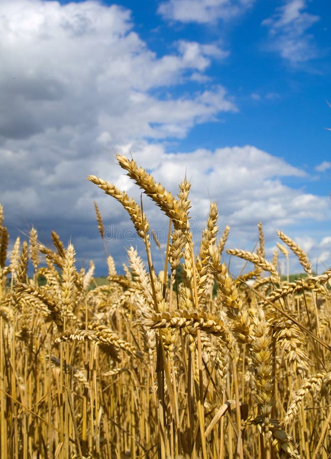 Grano Prima raccolto sul da nuvoloso il cielo.