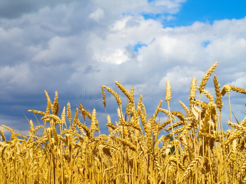 Wheat before harvest stock image. Image of cultivate, seed 6238453