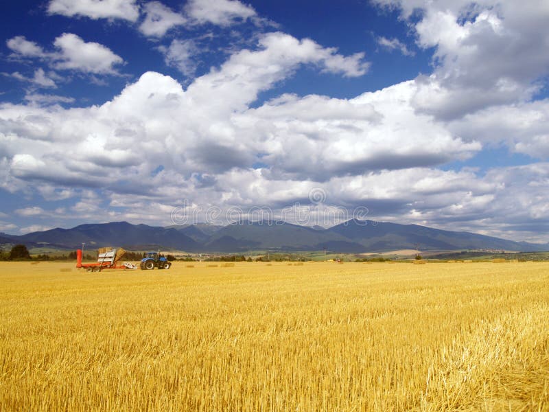 Wheat harvest in Slovakia royalty free stock photo Wheat harvest in Slovakia royalty free stock photo