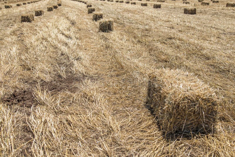 Wheat haystack stock image. Image of field, yield, farm - 57531789