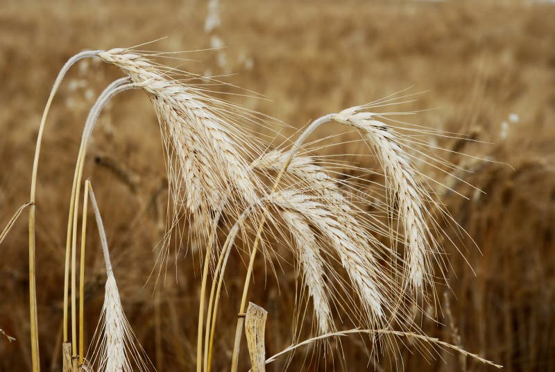 Wheat heads