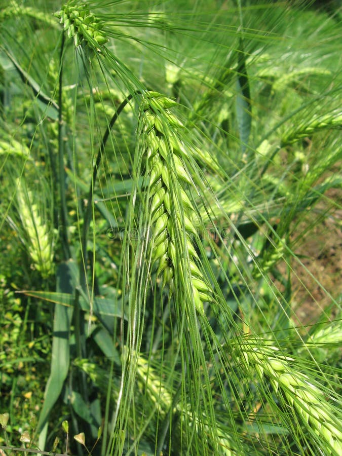 Wheat in June