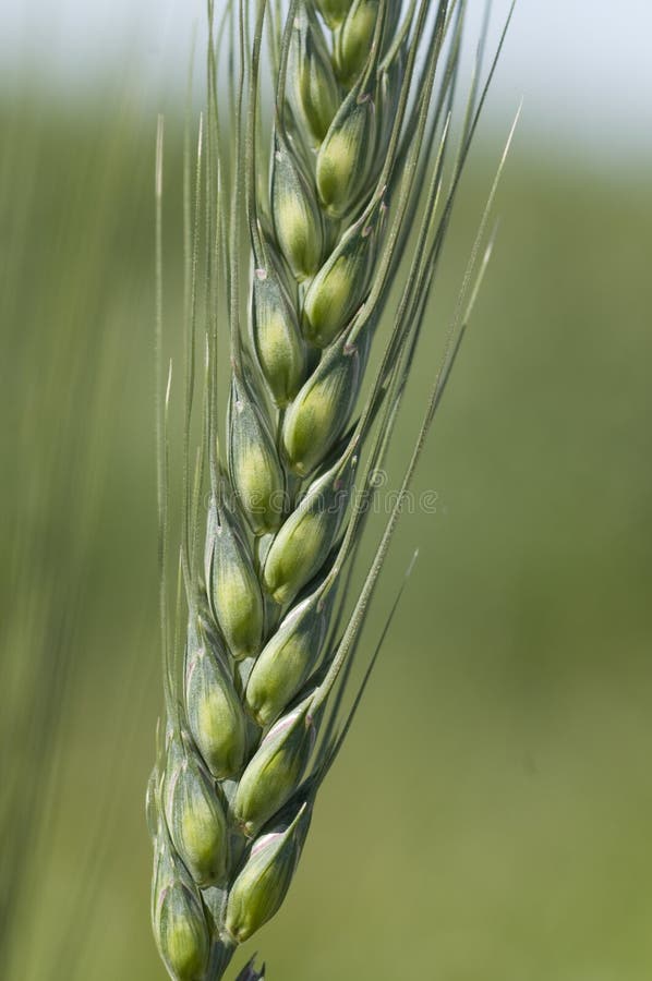 Wheat Macro