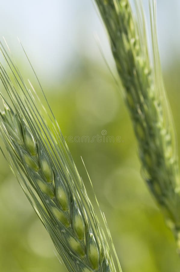 Wheat Macro