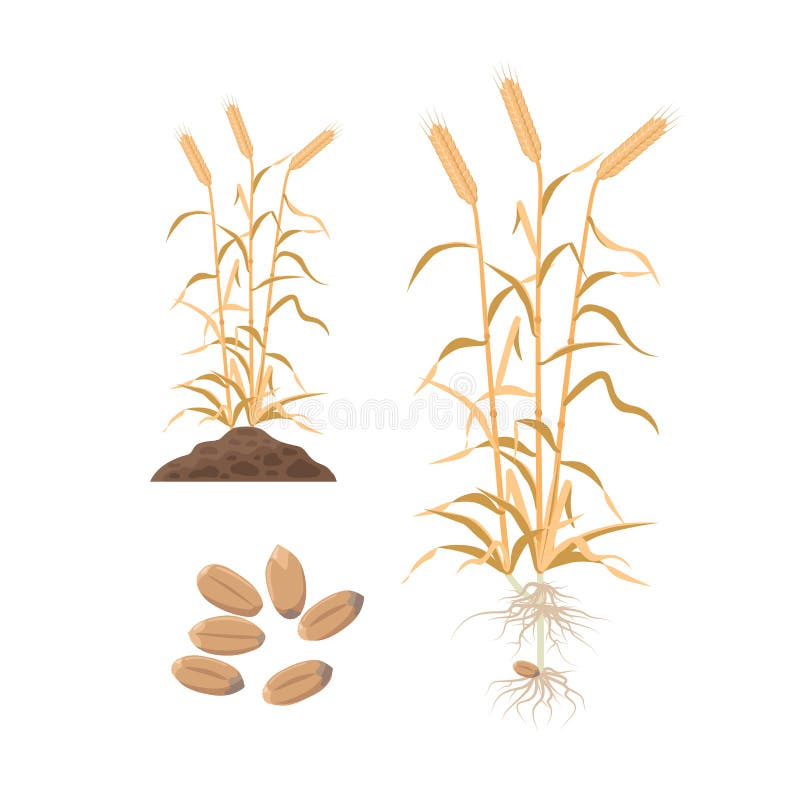 Wheat Growth Stages from Seed To Ripe Plant Infographic Elements ...