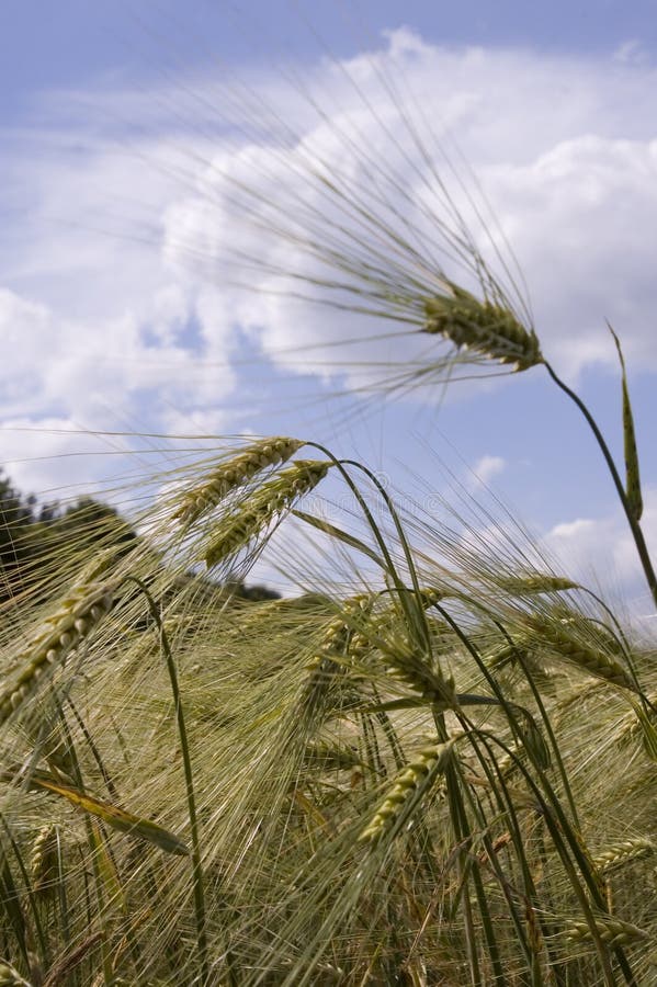 Wheat meadow