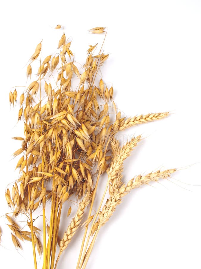 Wheat and oat stock image. Image of agriculture, corn 10485827