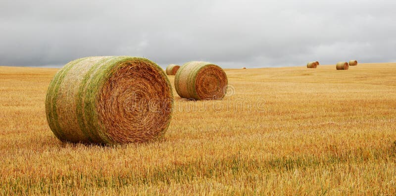 Wheat pack