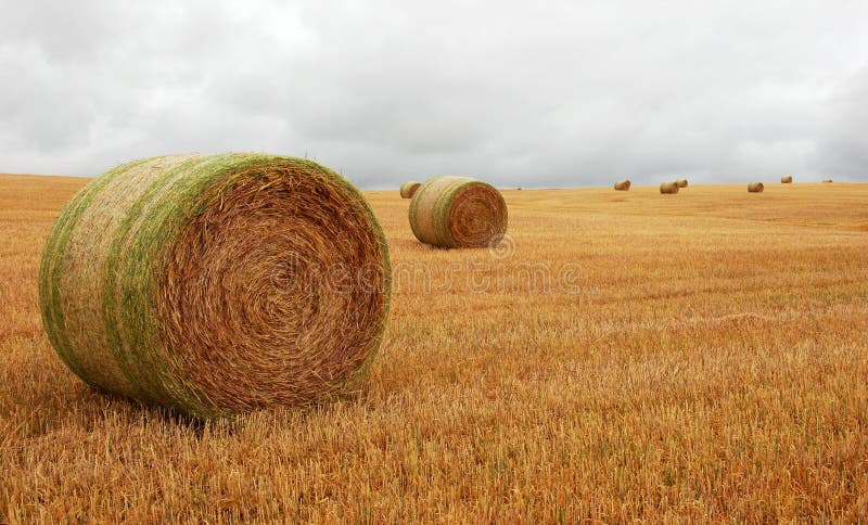 Wheat pack