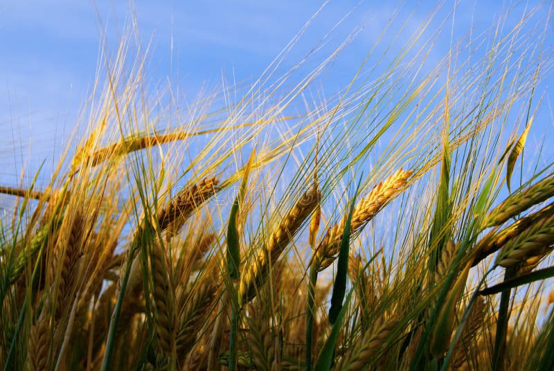 Wheat plant illuminated with sunlight