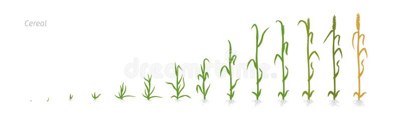 Wheat plant Triticum cultivation agriculture Growth stages vector illustration