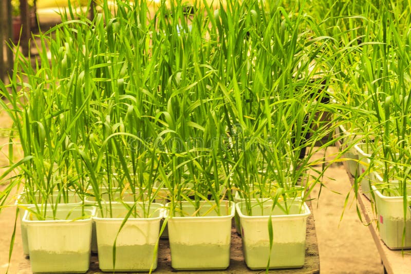 Pšenica kultivovaný v skleník experimentálne v výskum študovať.