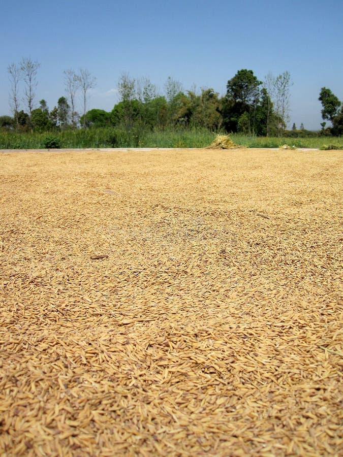 Wheat Seed Drying stock photo. Image of europe, heirloom 59793592