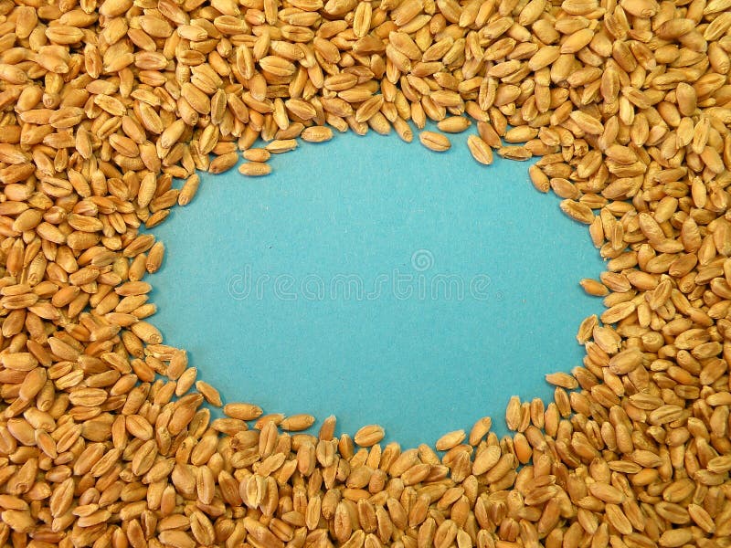 Wheat seeds stock image. Image of closeup, agriculture 18644545
