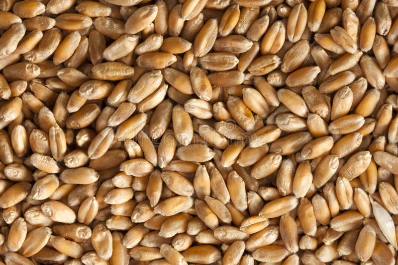 Wheat seeds stock photo. Image of food, cereals, plants 20702408