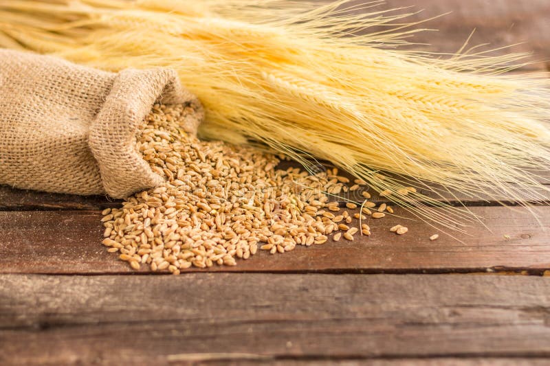 Wheat seeds stock image. Image of macro, flour, vegetable 14177629