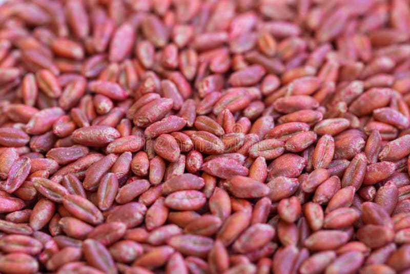 Wheat Seeds, Cereal Seeds with Red Seed Dressing or Seed Treatment Stock Photo Image of