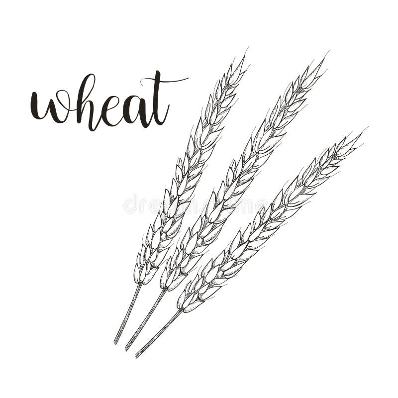 Wheat Sketch Vector Illustration. Wheat Hand Stock Vector
